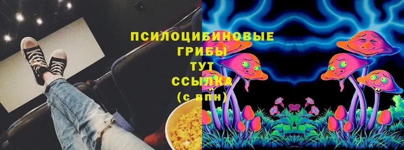 Галлюциногенные грибы Psilocybe  Шелехов 